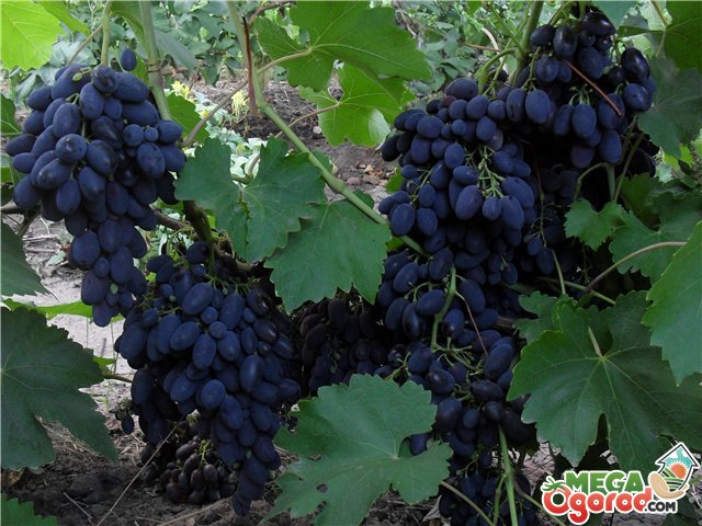 Виноград Викинг: описание, посадка, выращивание и уход